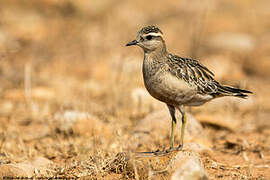 Eurasian Dotterel