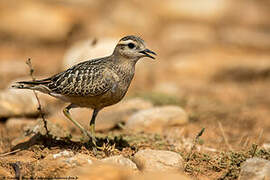 Eurasian Dotterel