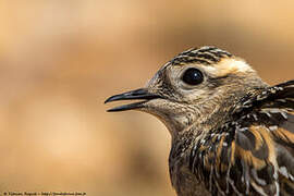 Eurasian Dotterel