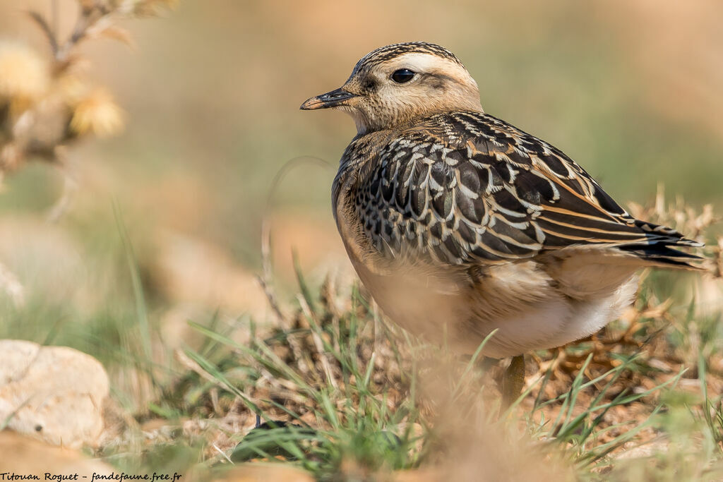 Eurasian Dotterel