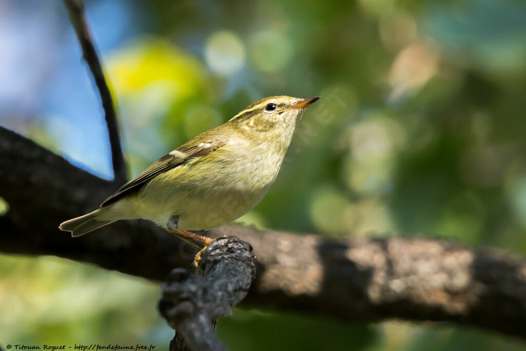 Yellow-browed Warbler, identification