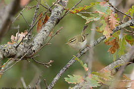 Yellow-browed Warbler