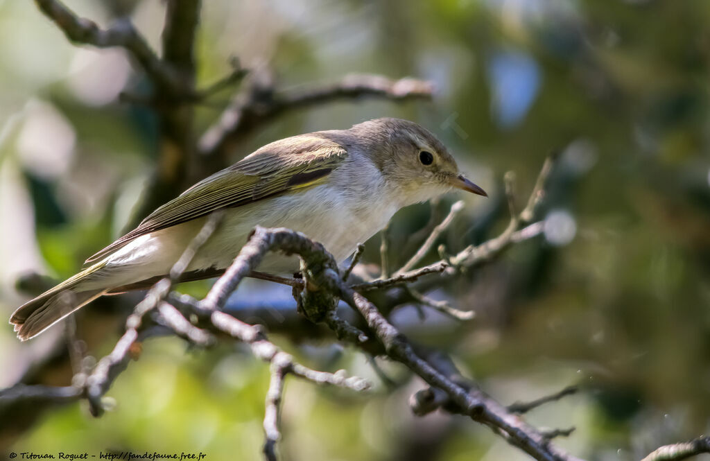 Western Bonelli's Warbler, identification