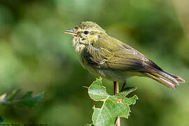 Green Warbler