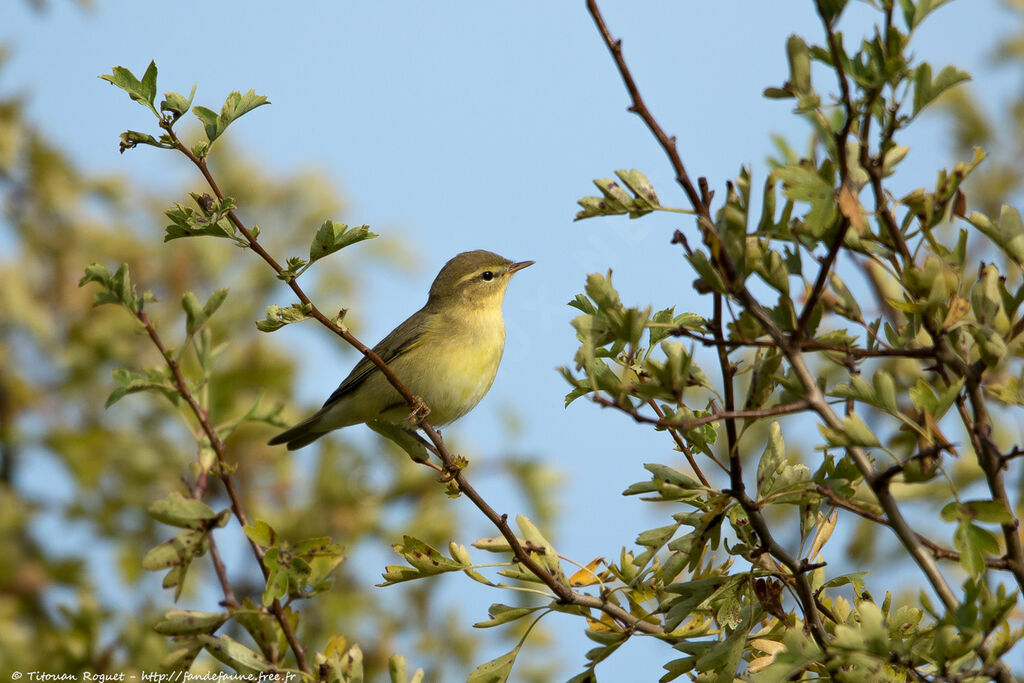 Willow Warbler, identification