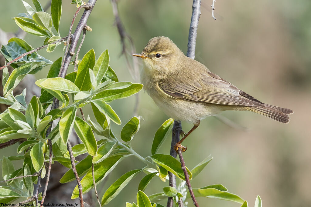 Willow Warbler