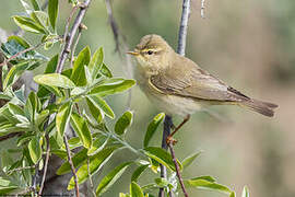 Willow Warbler