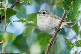 Mountain Chiffchaff