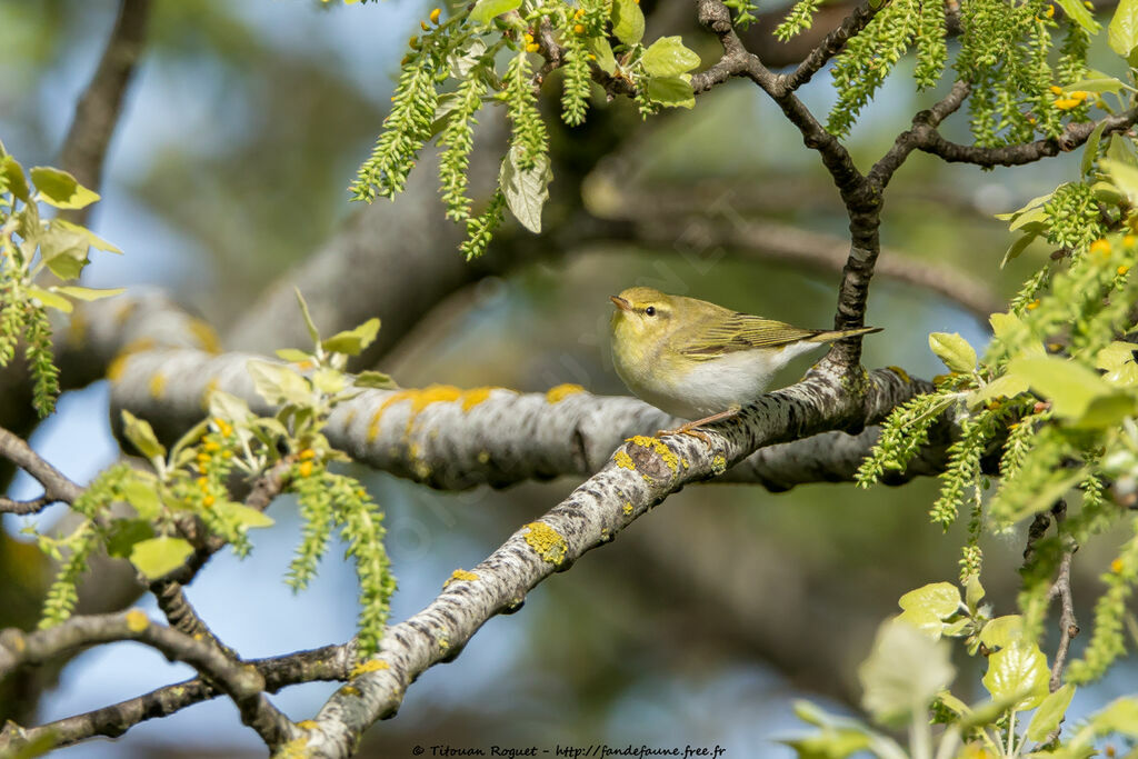 Pouillot siffleuradulte nuptial, identification