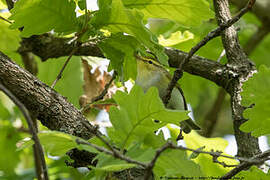 Wood Warbler