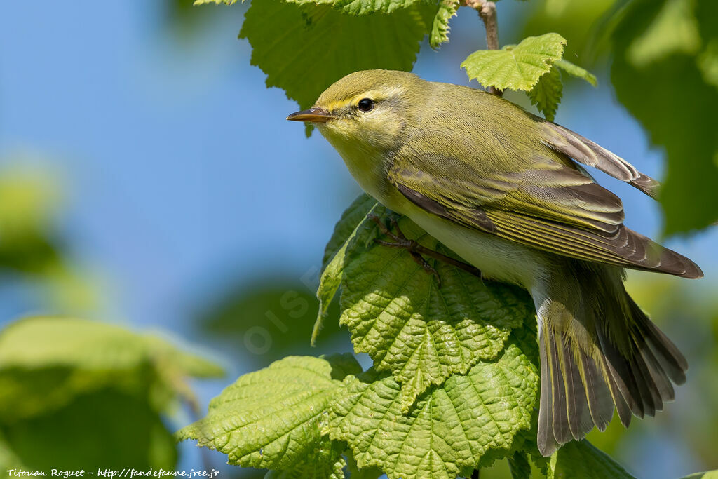 Wood Warbler