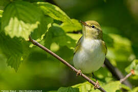 Wood Warbler