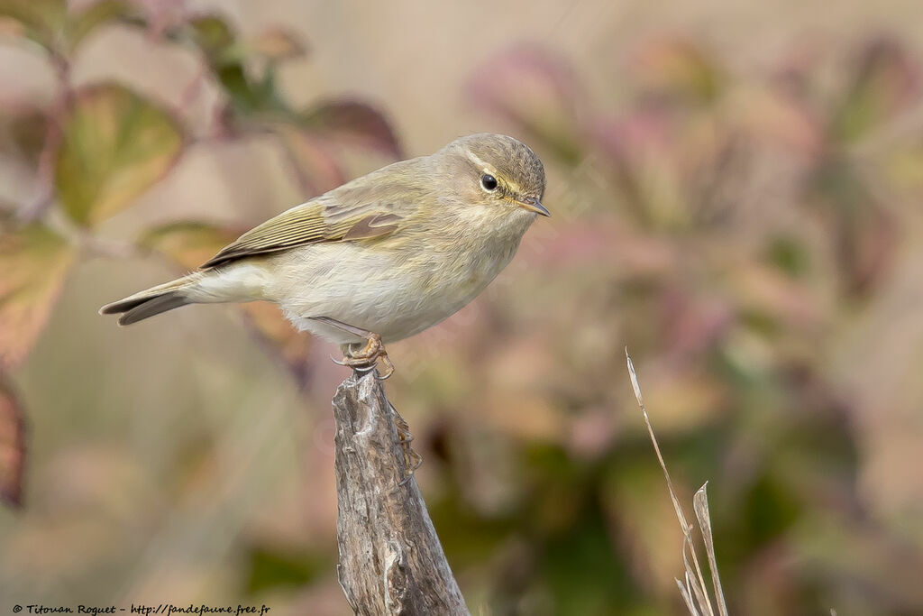 Pouillot véloce, identification