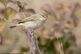 Common Chiffchaff