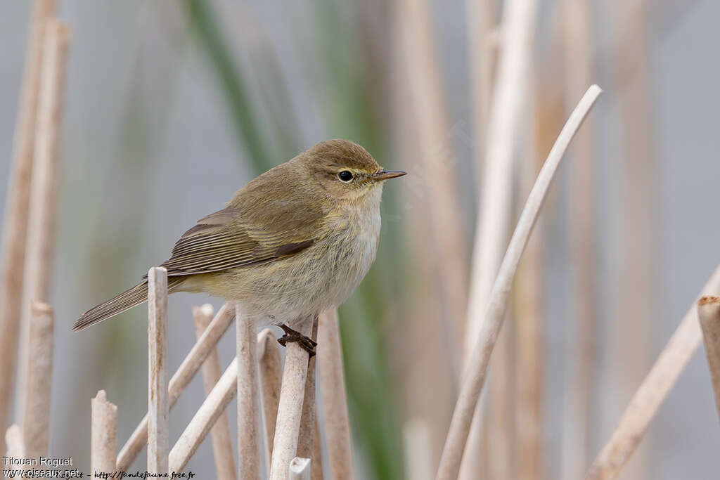 Pouillot véloceadulte, identification