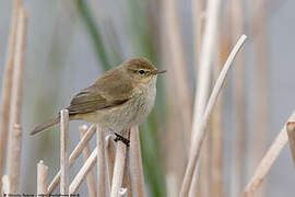 Common Chiffchaff