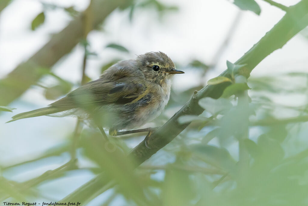 Common Chiffchaff