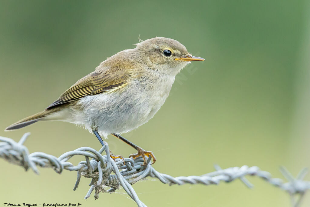 Common Chiffchaff