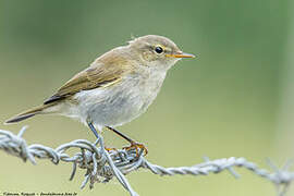 Common Chiffchaff