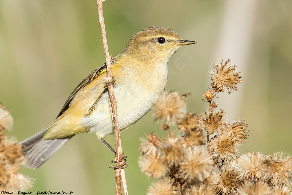 Common Chiffchaff