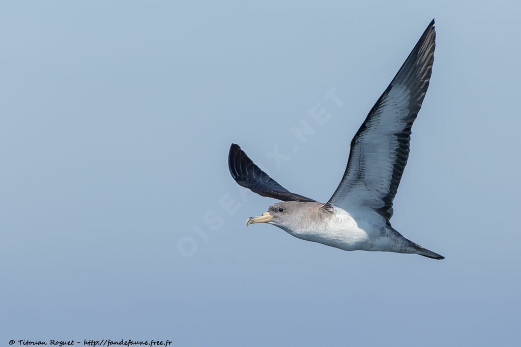 Cory's Shearwater