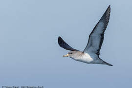 Cory's Shearwater