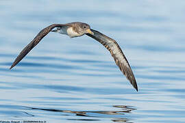 Cory's Shearwater