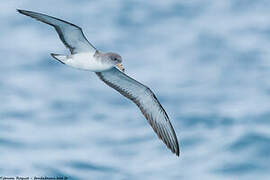 Scopoli's Shearwater