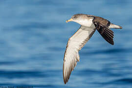 Scopoli's Shearwater