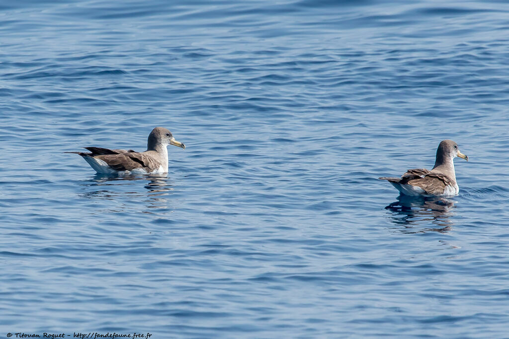 Scopoli's Shearwater, identification, swimming