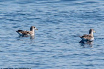 Puffin de Scopoli