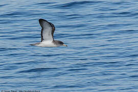 Scopoli's Shearwater