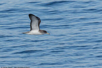 Puffin de Scopoli