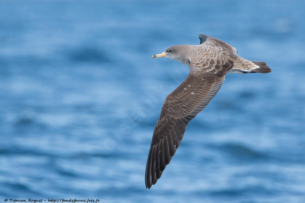 Puffin de Scopoli, Vol