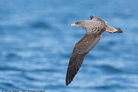 Scopoli's Shearwater