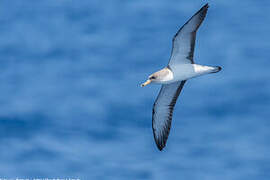 Scopoli's Shearwater