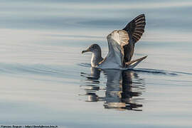 Scopoli's Shearwater