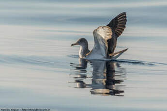 Puffin de Scopoli