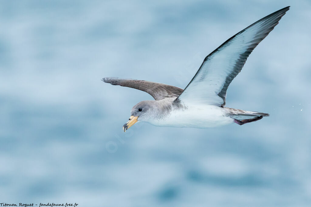Scopoli's Shearwater