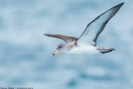 Scopoli's Shearwater