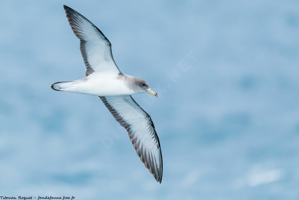 Scopoli's Shearwater