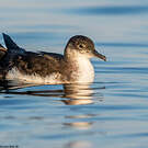 Puffin des Anglais