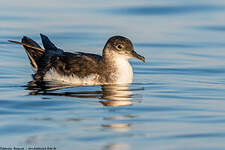 Puffin des Anglais