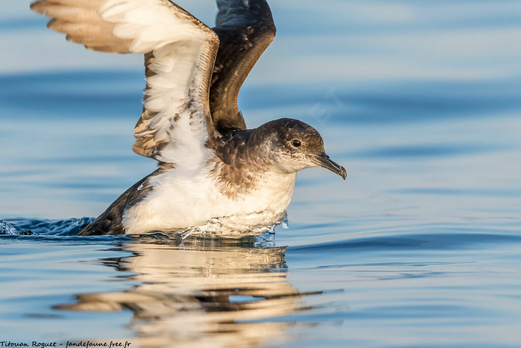 Manx Shearwater