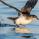 Puffin des Anglais