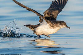 Manx Shearwater