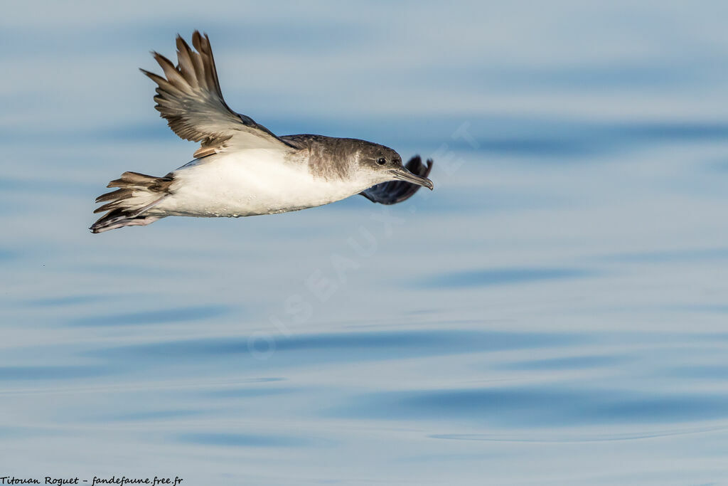 Manx Shearwater