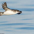 Puffin des Anglais