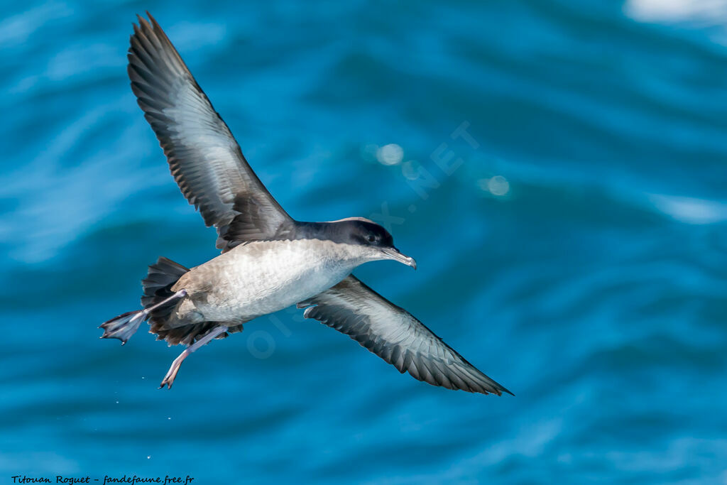 Balearic Shearwater