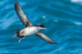 Balearic Shearwater